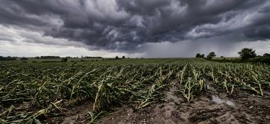 photo of flattened corn crops in muddy field under storm clouds